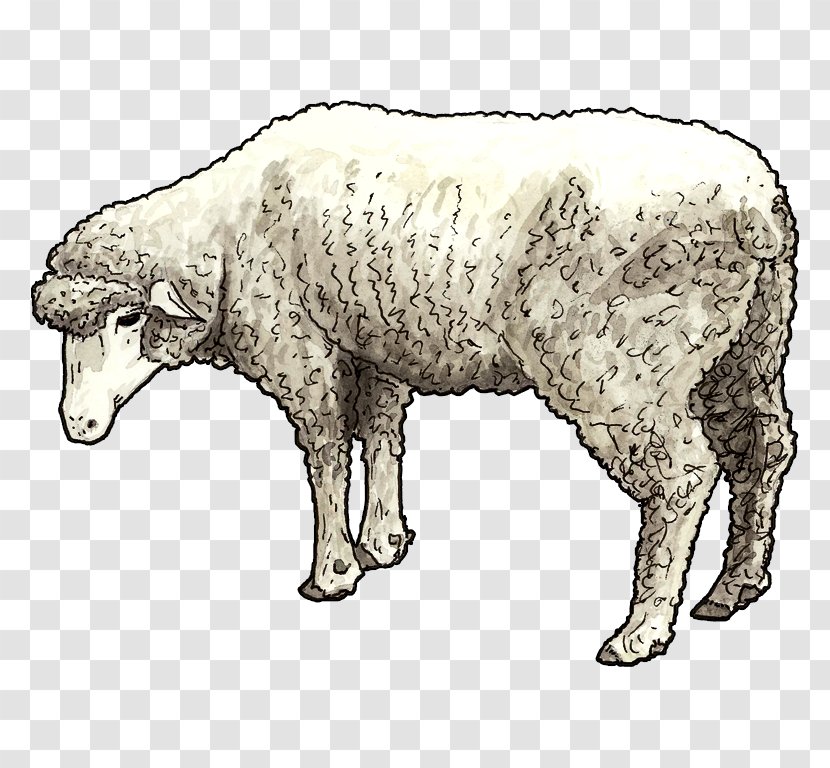 Cattle Goat Sheep Caprinae Animal - Hand-painted Children Transparent PNG