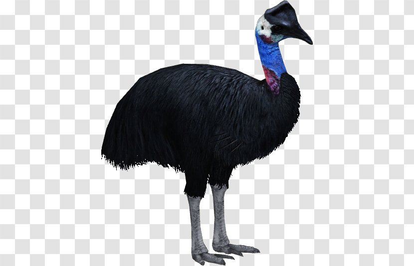 Zoo Tycoon 2 Common Ostrich Dwarf Cassowary Bird Ratite - Fauna Transparent PNG