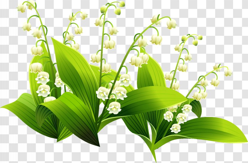 Clip Art Image Lily Of The Valley Drawing - Coloring Book Transparent PNG