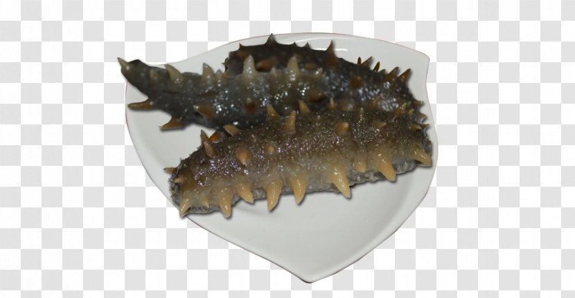Sea Cucumber As Food - Resource Transparent PNG