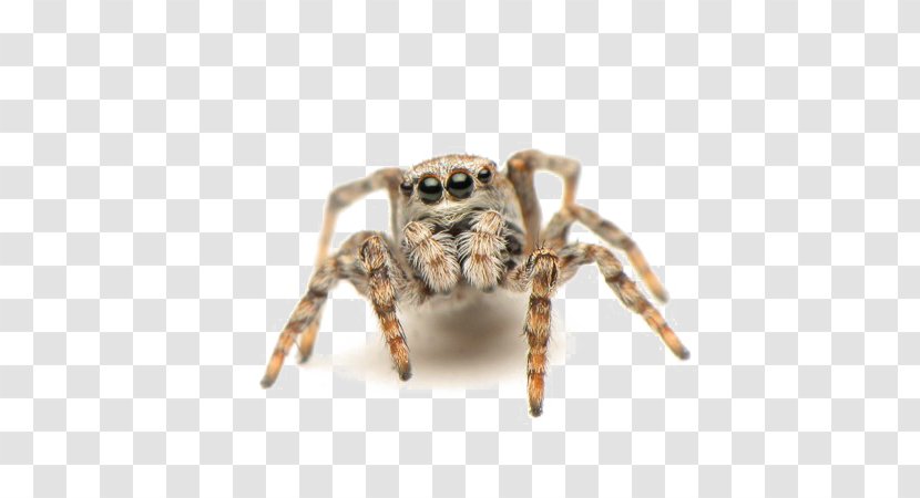 Jumping Spider Mug Gift Wolf - Araneus Transparent PNG