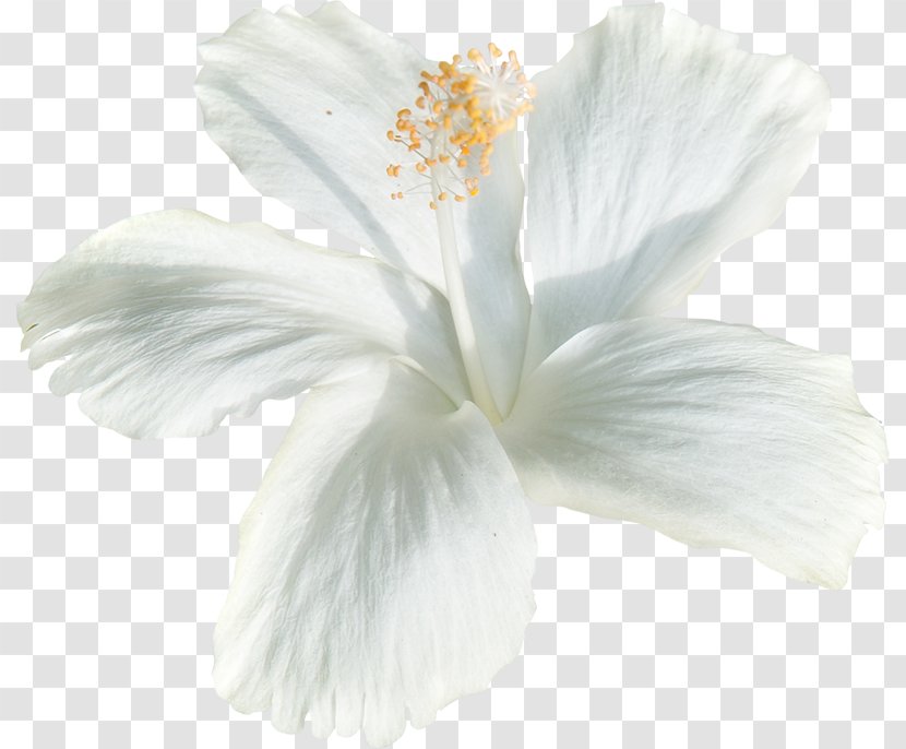 White Flower Birthday Holiday Clip Art Transparent PNG