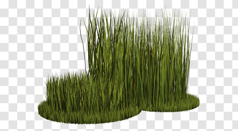 Wheatgrass Vetiver Herbaceous Plant Clip Art - Ucoz Transparent PNG