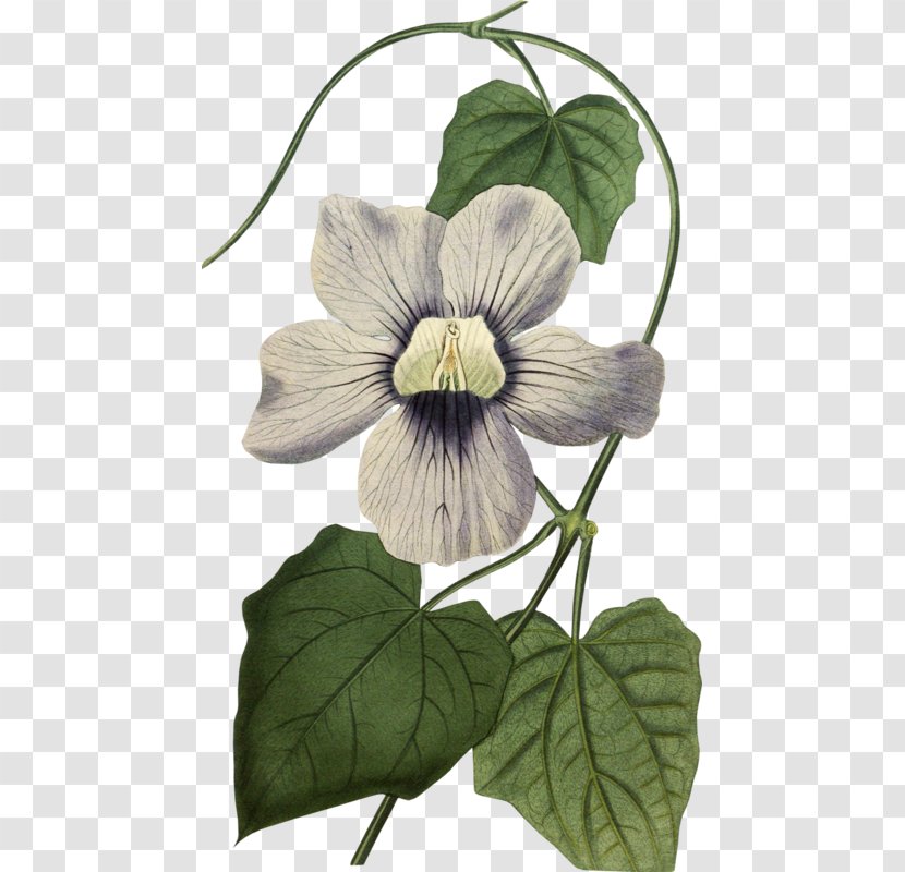 Bengal Clockvine Drawing Curtis's Botanical Magazine Botany Black-eyed Susan Vine - Watercolor - Cartoon Transparent PNG