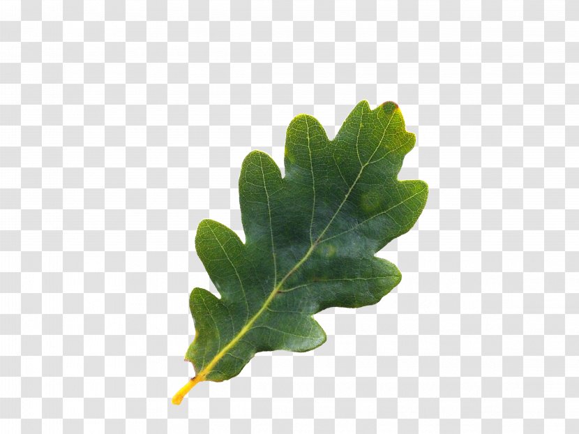 English Oak Tree Northern Red Acorn Leaf - Plant - Pepermint Transparent PNG