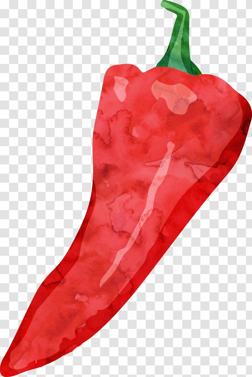 Tabasco Pepper Cayenne Drawing Watercolor Painting Transparent PNG