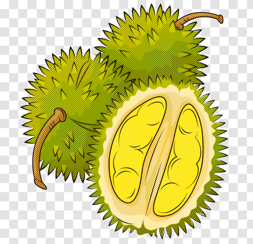 Plant Durian Tree Fruit Biology Transparent PNG