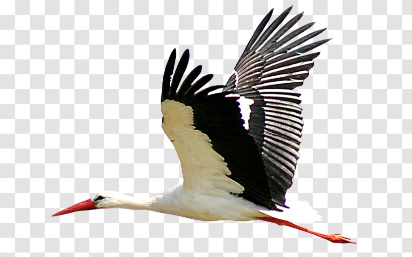 Bird Icon - Flight - Stork Transparent PNG