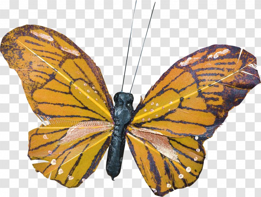 Butterfly Moth - Pollinator Transparent PNG