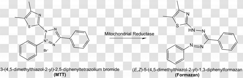 MTT Assay Formazan Nicotinamide Adenine Dinucleotide Phosphate Tetrazolium Chloride Qaytarilish - Tree - Watercolor Transparent PNG