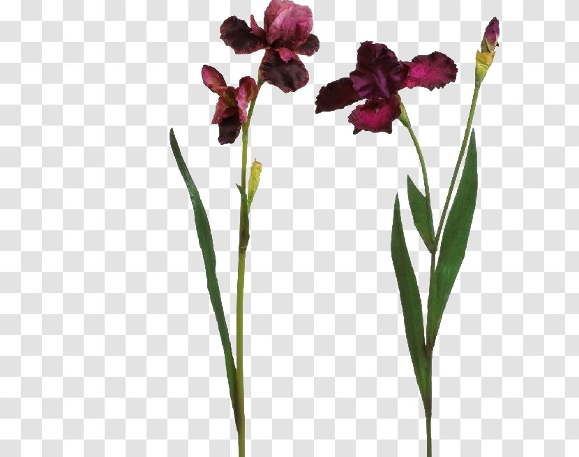 Purple Plant Stem - Hydrangea Transparent PNG