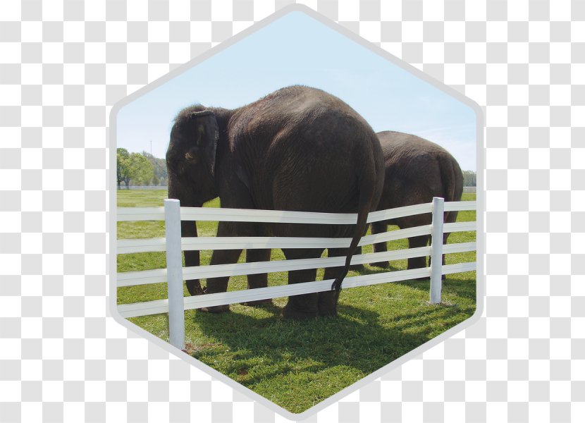 Cattle Pasture Product Grazing Snout - Fence - Centaur Pony Transparent PNG