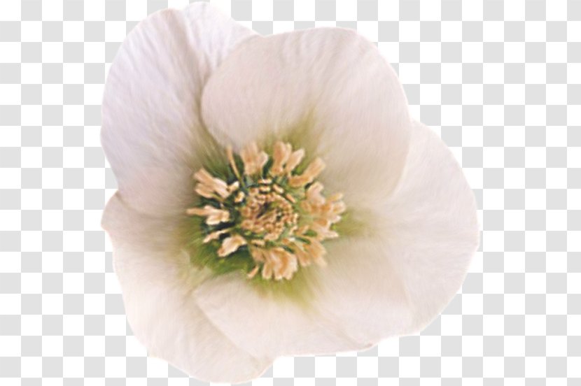 Flower Petal Garden Roses Clip Art - Rose Family Transparent PNG