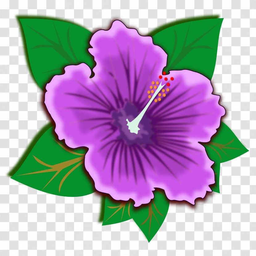 Spider Hibiscus Shoeblackplant Clip Art - Violet Family - Flower Transparent PNG