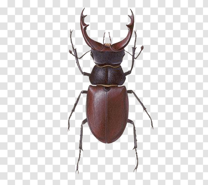 Stag Beetle Lucanus Maculifemoratus - Arthropod Transparent PNG