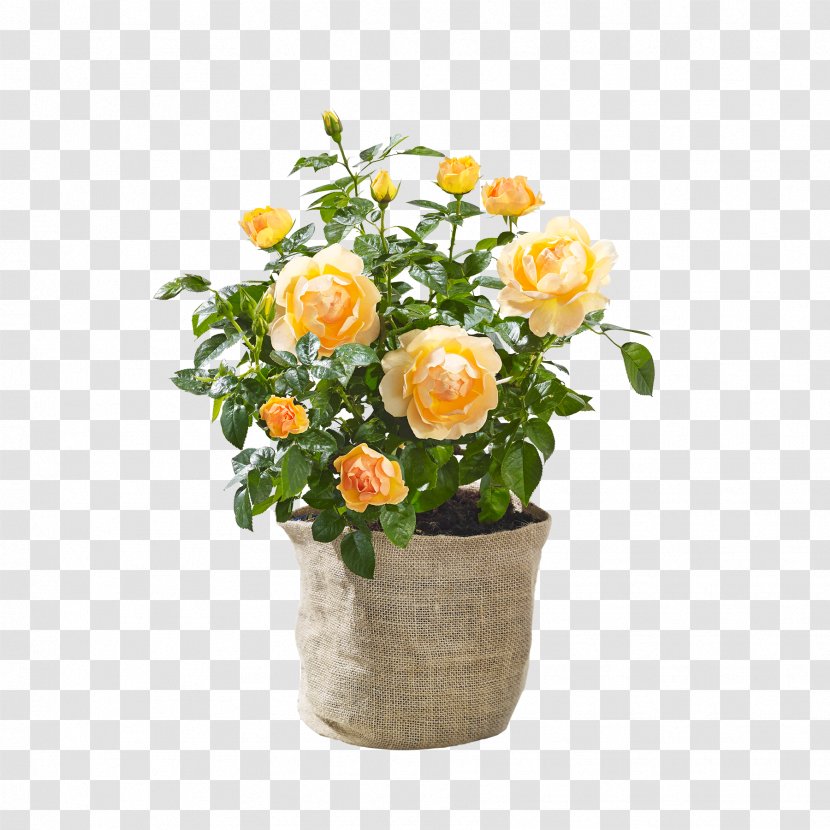 Garden Roses Floral Design Cut Flowers Flowerpot - Flower Transparent PNG