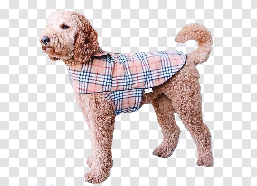 Standard Poodle Miniature Goldendoodle Cockapoo Spanish Water Dog - Breed - Trench Coat Transparent PNG