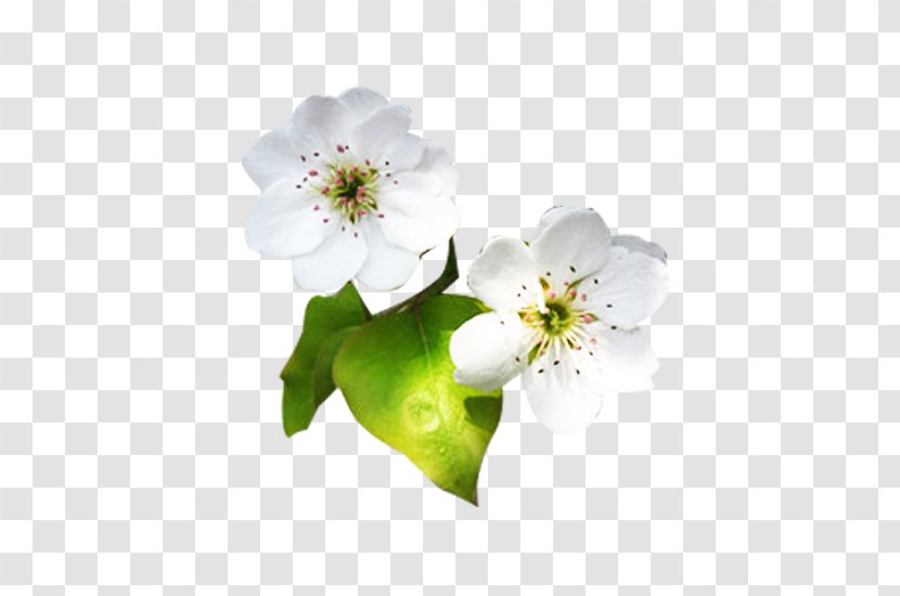 Petal Designer - Floral Design - White Pear Flower Petals Picture Material Transparent PNG