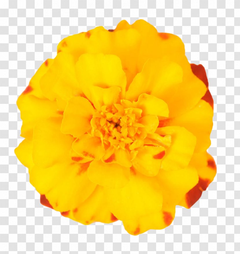 Mexican Marigold Flower Plant - Chrysanthemum - Yellow Transparent PNG