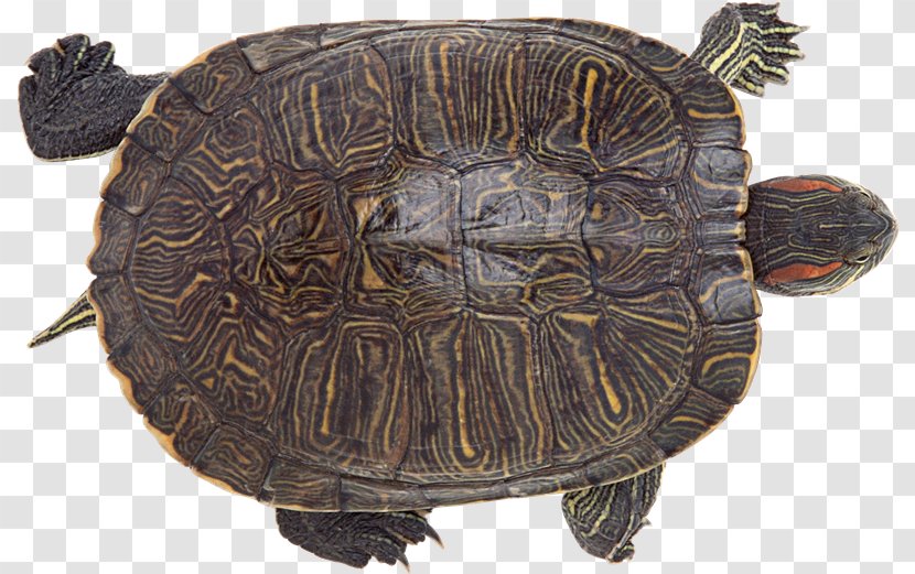 Common Snapping Turtle Tortoise Box Turtles Reptile - Tortuga Transparent PNG
