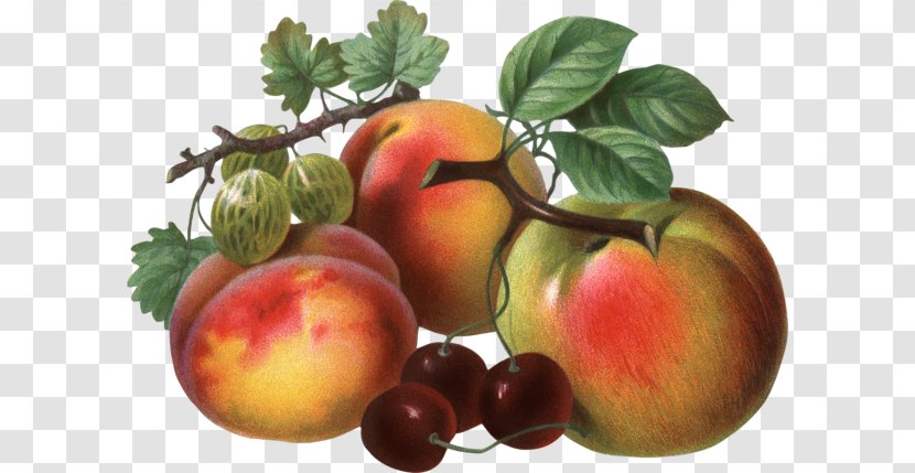 Tomato Peach Fruit Clip Art Transparent PNG