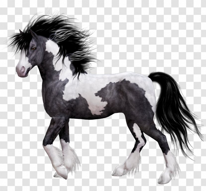 Horse Colt Domestic Animal - Snout Transparent PNG