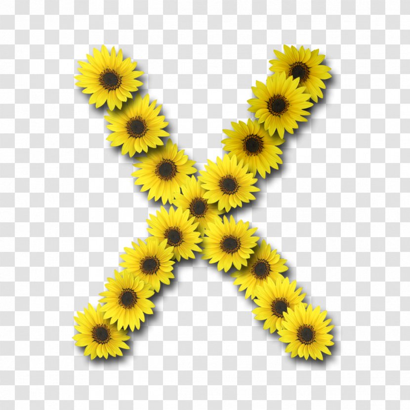 Alphabet Letter Flower X I - Sun Transparent PNG