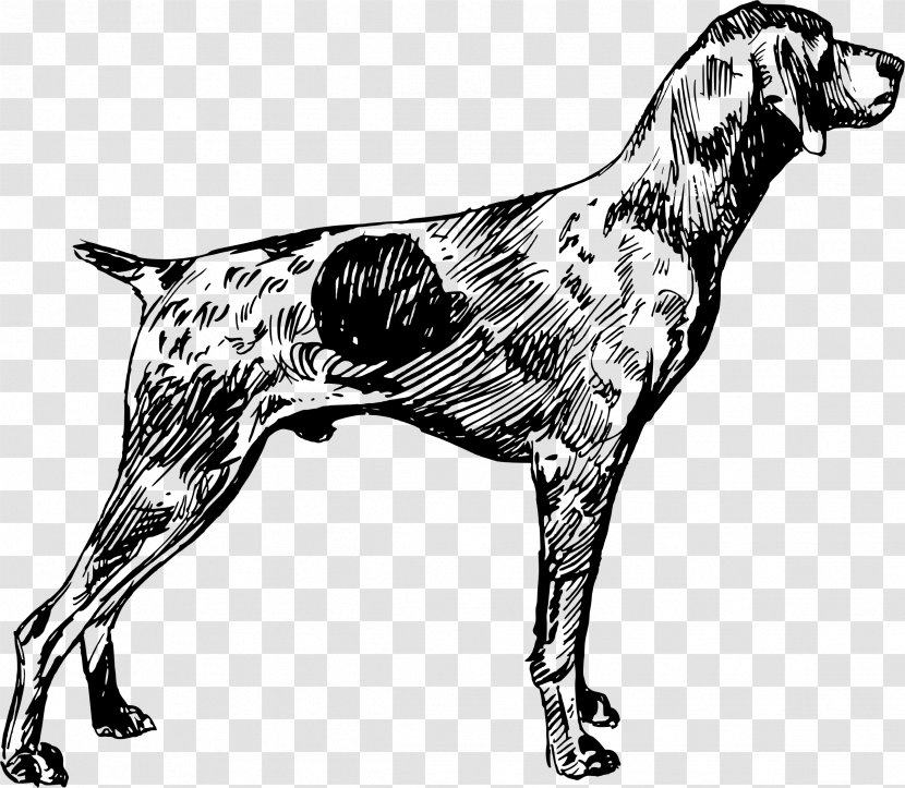German Shorthaired Pointer Wirehaired English Setter Vizsla - Dog Like Mammal - Short Hair Transparent PNG