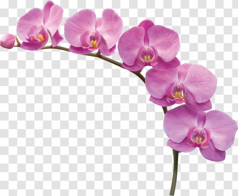 Flower - Violet Family - Orchid Flowers Transparent PNG
