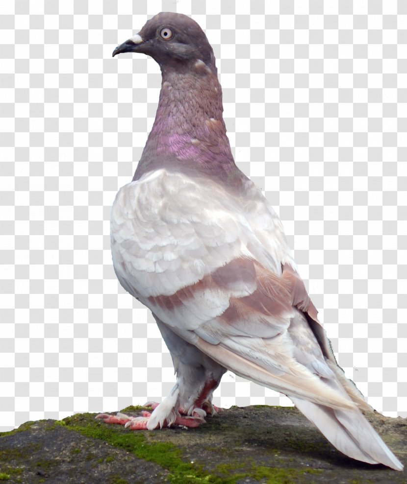 Rock Dove Stock Columbidae Common Wood Pigeon Bird Transparent PNG