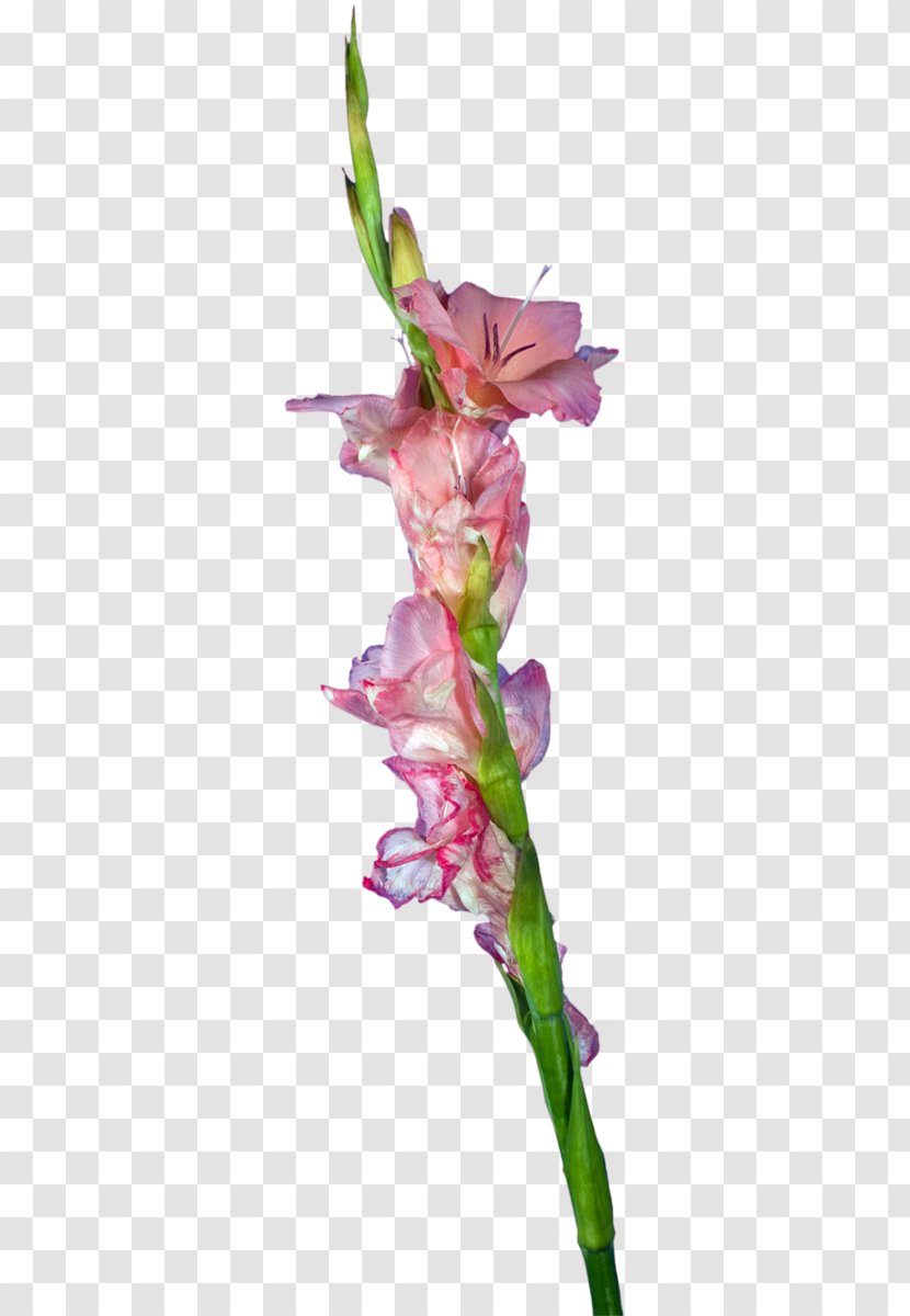 Gladiolus Cut Flowers Plant Stem Petal - Magenta Transparent PNG