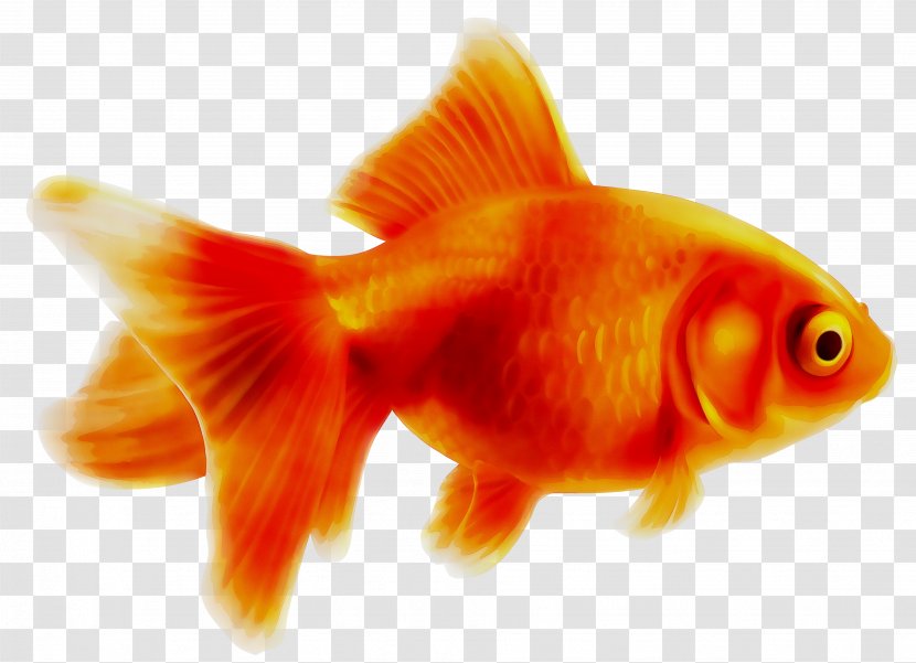 Goldfish Clip Art Vector Graphics Royalty-free - Fin - Stock Photography Transparent PNG