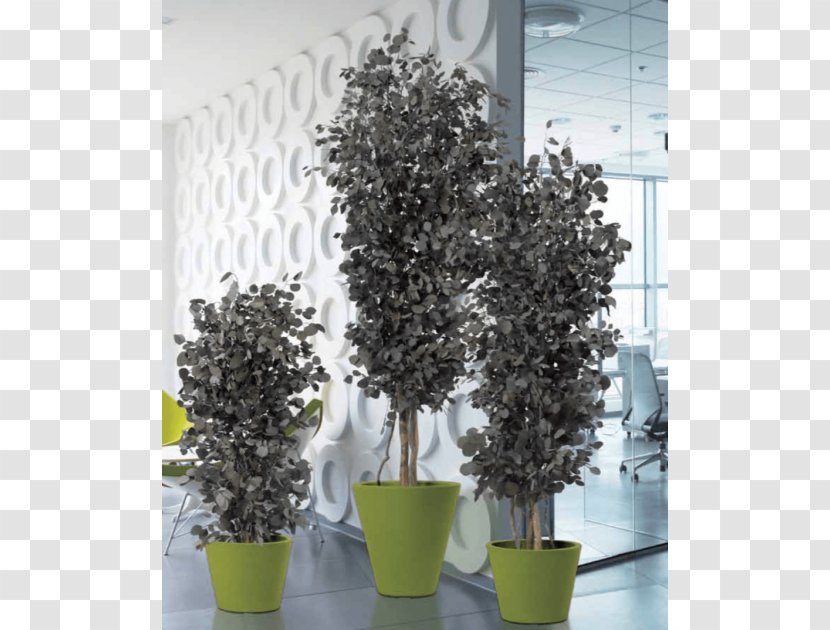 Bonsai Tree Plant Cottonwood Shrub - Ghiveci Transparent PNG