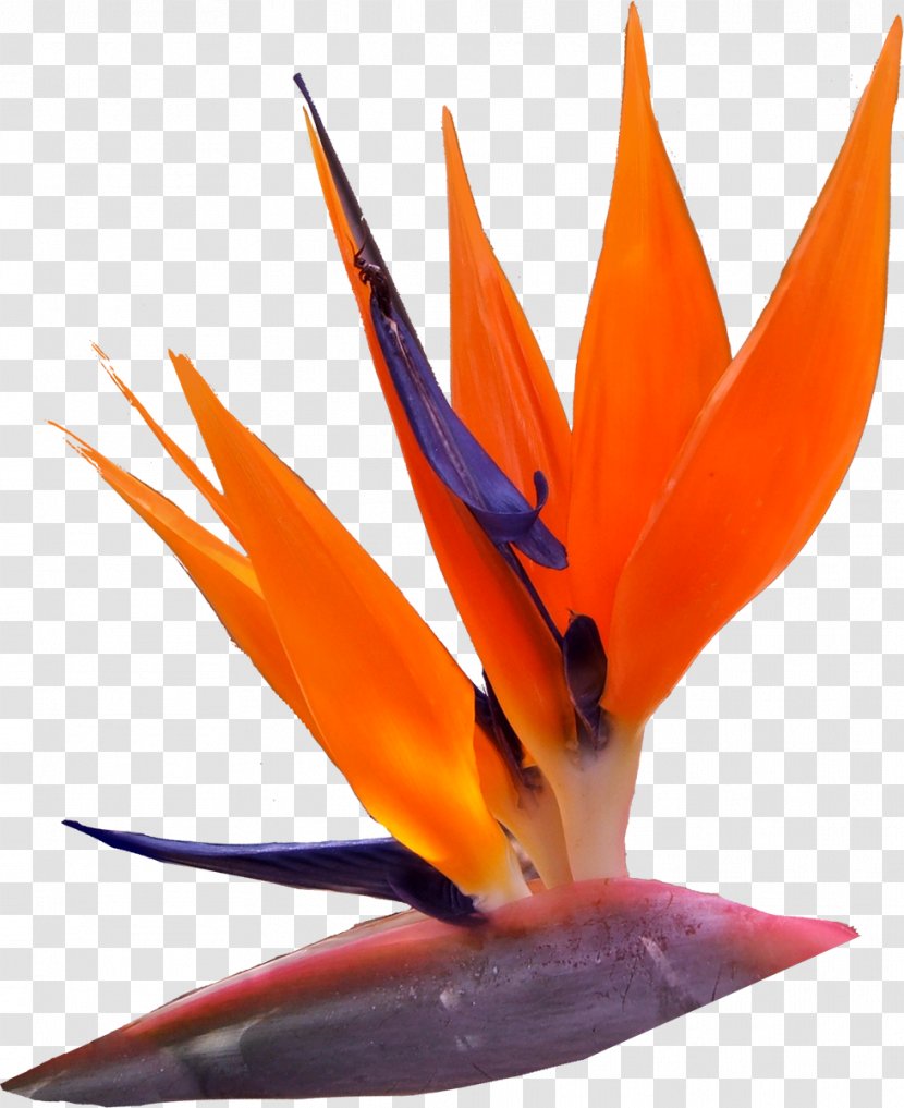 Flower Orange Petal Color Red Transparent PNG