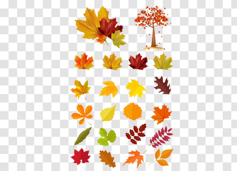 Leaf Euclidean Vector Autumn Illustration - Leaves Cartoon Transparent PNG