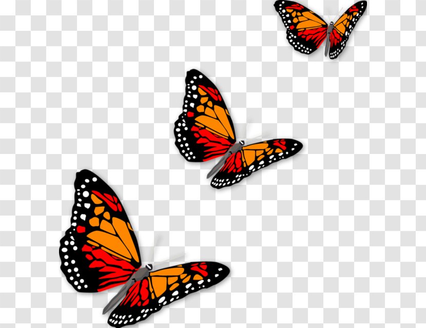 Graphic Arts Download - Pollinator - Pretty Butterfly Transparent PNG