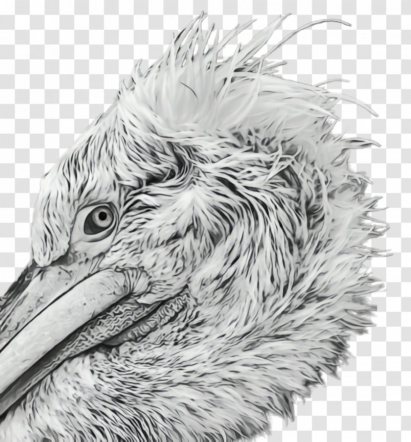 Feather - Paint - Ostrich Transparent PNG