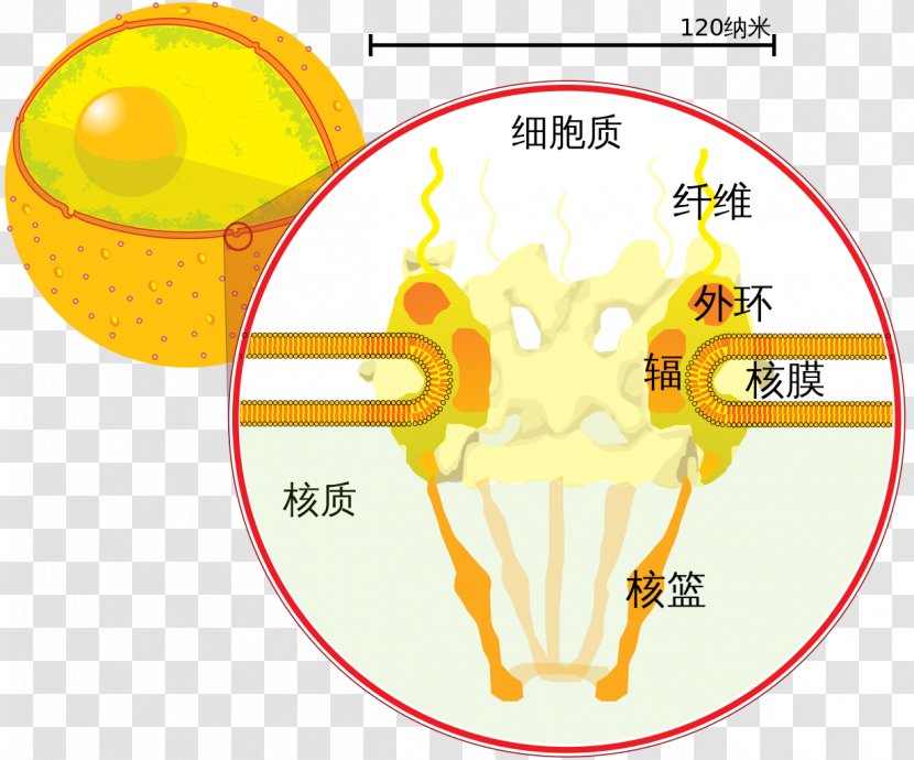 Cell Nucleus Nuclear Envelope Pore Biology - Frame - Craw Transparent PNG