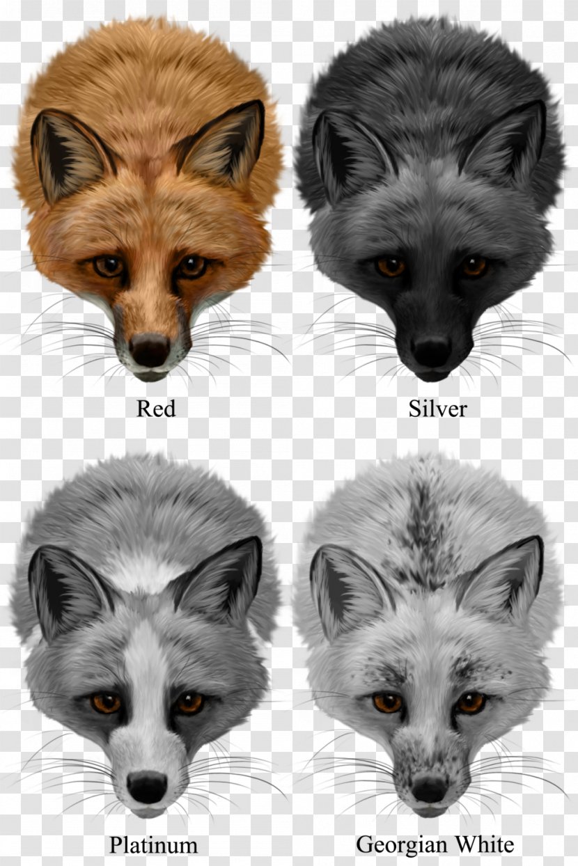 Domesticated Red Fox Arctic Silver Transparent PNG