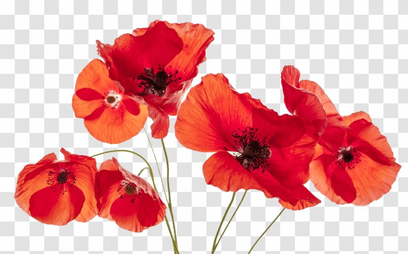 Common Poppy Flower Remembrance - Poppies Transparent PNG