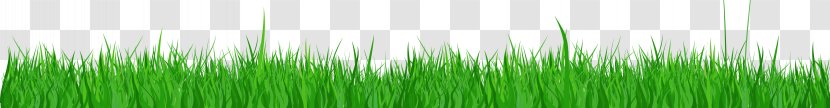 Grasses Wheatgrass Leaf Plant Stem Desktop Wallpaper - Green - Field Transparent PNG
