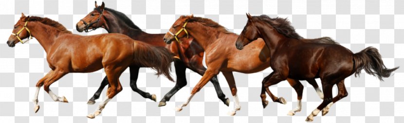 Shetland Pony Clydesdale Horse - Head Transparent PNG