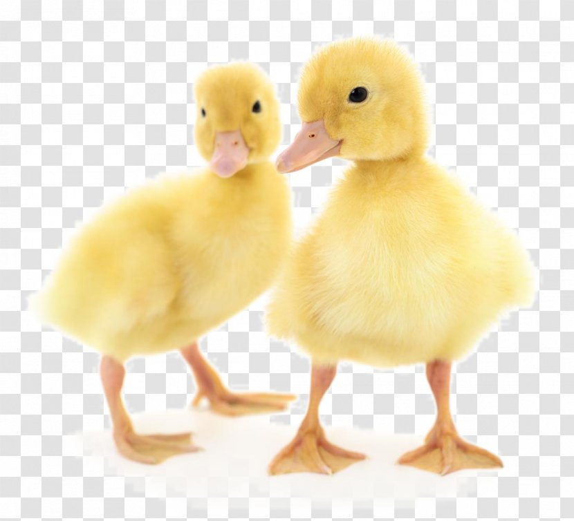 Duck Stock Photography - A Cute Little Transparent PNG
