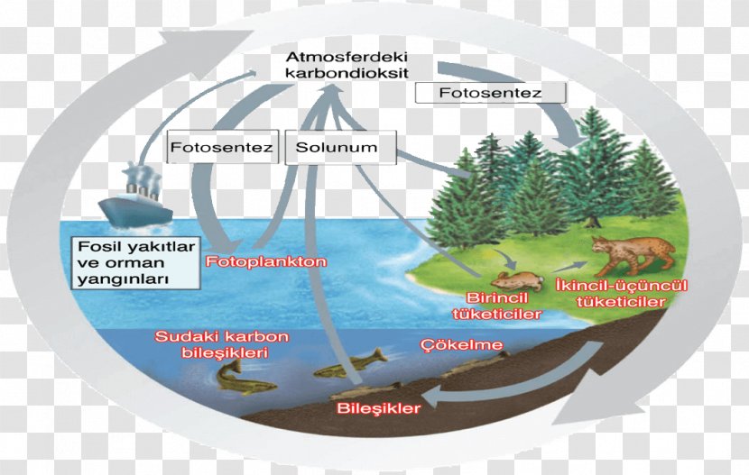 Carbon Cycle Matter Water Transparent PNG