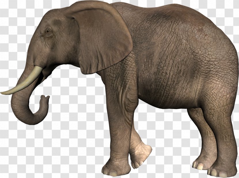 African Bush Elephant Asian Clip Art - Fauna Transparent PNG