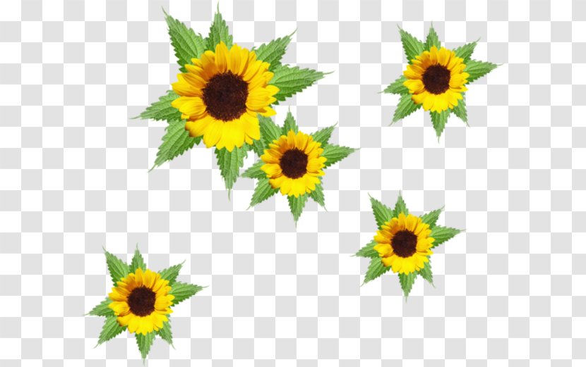 Common Sunflower Desktop Wallpaper Animation Clip Art - Flower Transparent PNG