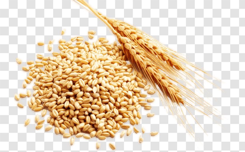 Cereal Grain Harvest - Durum - Rice Transparent PNG