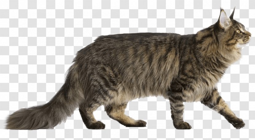 Maine Coon Norwegian Forest Cat Bengal Persian Kitten - Veterinarian Transparent PNG