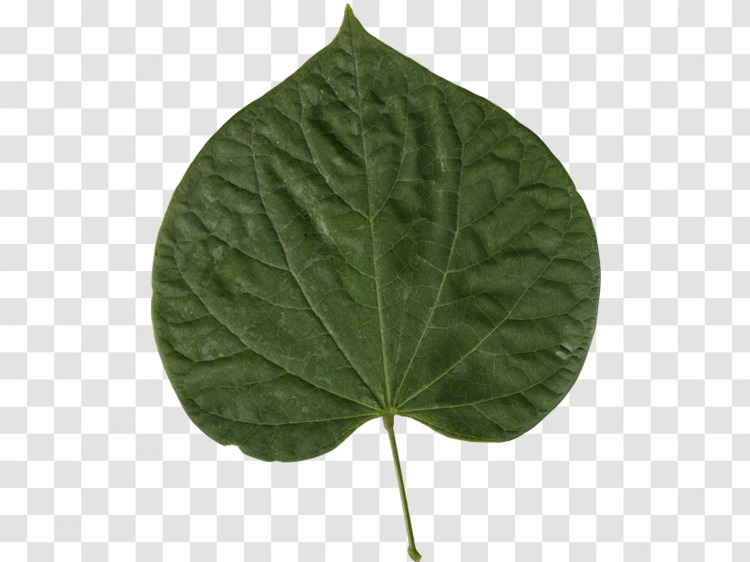 Leaf Eastern Redbud Judas-tree Chinese - Deciduous Transparent PNG