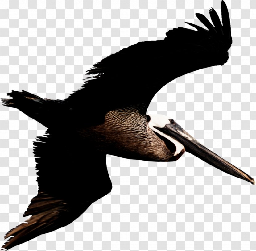 Brown Pelican Bird Photography Clip Art - Macaw Transparent PNG